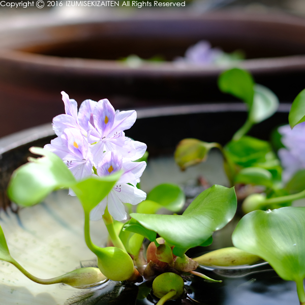 http://izumi-stone.jp/ichigon/item_images/hoteiaoi1609.JPG