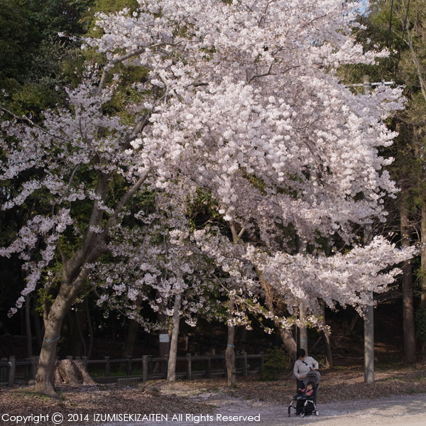 http://izumi-stone.jp/ichigon/item_images/sakura1404-1.JPG