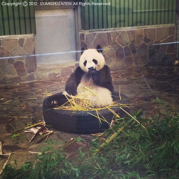 http://izumi-stone.jp/ichigon/ojipanda.JPG