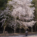 sakura1404-1.JPG