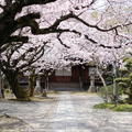 GIFU1603313.JPG
