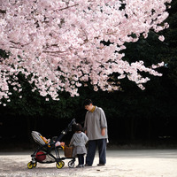 hanami16041.JPG