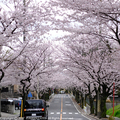 sakura17041.JPG