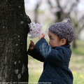 sakura17042.JPG