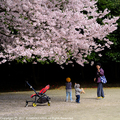 sakura17045.JPG