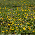 tanpopo17041.JPG
