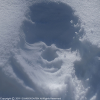 SNOW1901054.jpg